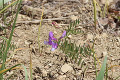Lathyrus pauciflorus utahensis
