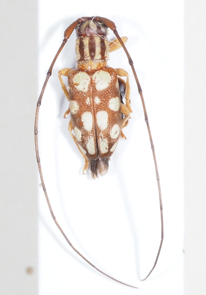 Graciella pulchella