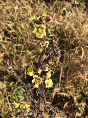 Verbascum