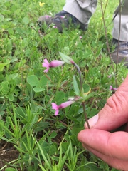 Image of Silene diversifolia