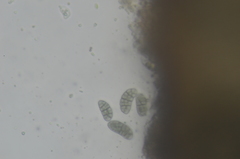 Buellia muriformis