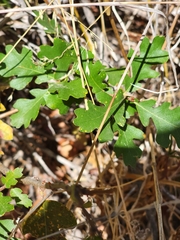 Quercus × macdonaldii