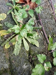 Phytomyza syngenesiae group