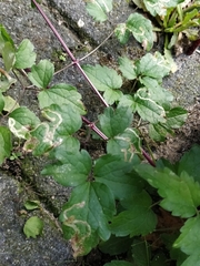 Phytomyza syngenesiae group