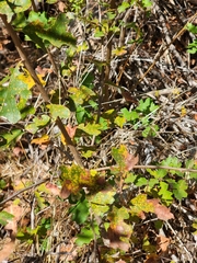Quercus × macdonaldii