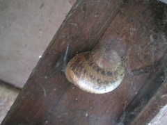 Cornu aspersum
