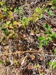 Quercus × macdonaldii