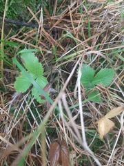 Fragaria vesca