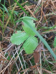 Fragaria vesca