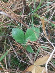 Fragaria vesca
