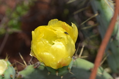 Opuntia