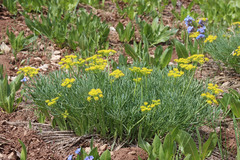Lomatium graveolens graveolens