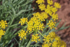Lomatium graveolens graveolens