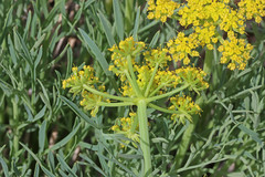 Lomatium graveolens graveolens