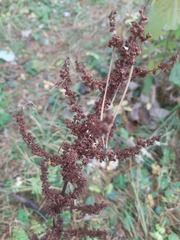 Rumex obtusifolius