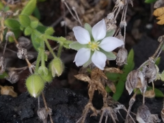 Spergularia azorica