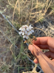 Dimorphocarpa candicans