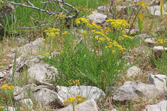 Lomatium grayi grayi
