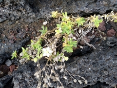 Spergularia azorica