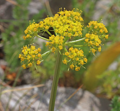 Lomatium grayi grayi