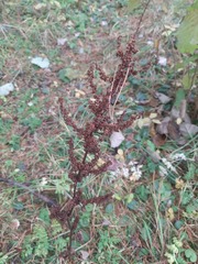 Rumex obtusifolius