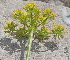 Lomatium grayi grayi