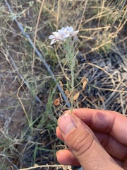 Dimorphocarpa candicans