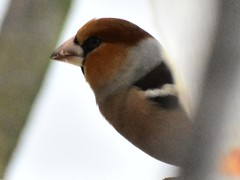 Coccothraustes coccothraustes