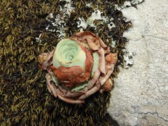 Aeonium aureum