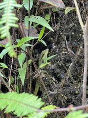 Anolis danieli
