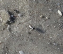 Habroscelimorpha dorsalis saulcyi