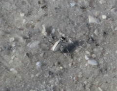 Habroscelimorpha dorsalis saulcyi