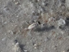 Habroscelimorpha dorsalis saulcyi