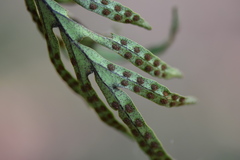 Pleopeltis pleopeltifolia