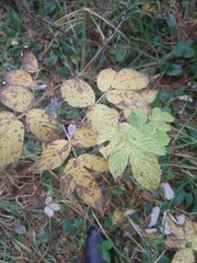 Rubus idaeus