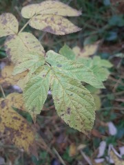 Rubus idaeus