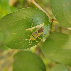 Prismatocerus prominulus