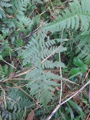 Dryopteris carthusiana
