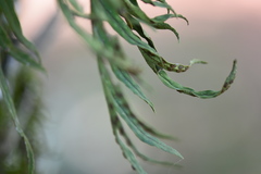 Pleopeltis pleopeltifolia