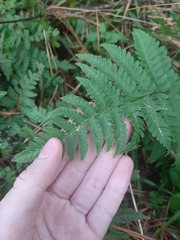 Dryopteris carthusiana
