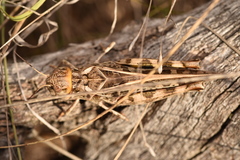 Hippiscus ocelote