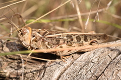 Hippiscus ocelote