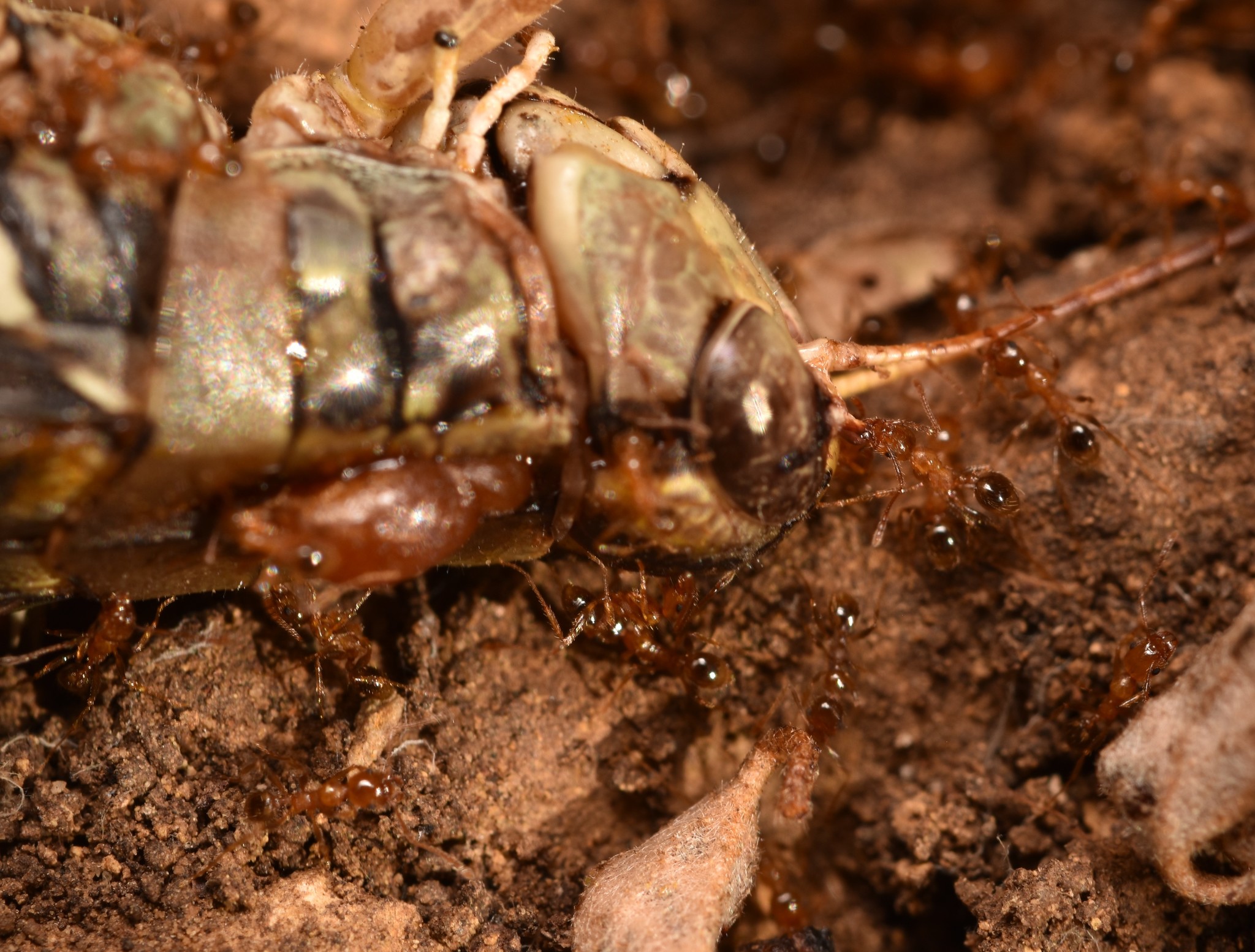 Pheidole porcula