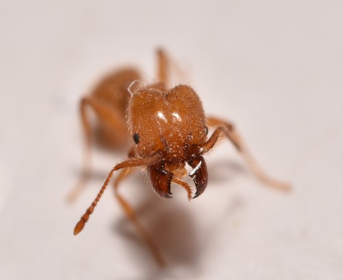 Pheidole porculaPheidole porcula