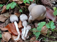 Coprinopsis acuminata