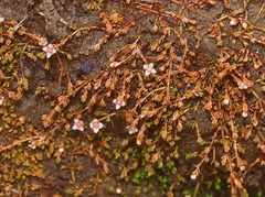 Crassula sinclairii