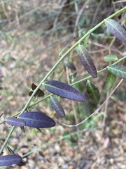 Rhinotropis cornuta fishiae
