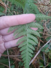Dryopteris carthusiana