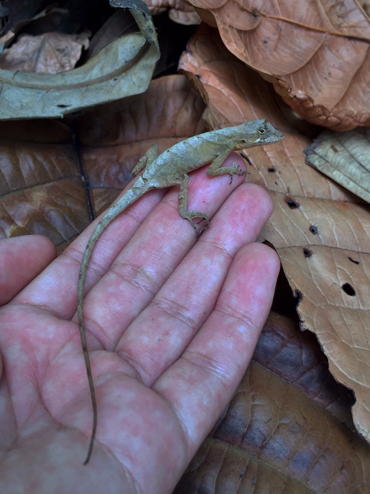 Brazilian Anole