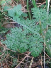 Anthriscus sylvestris